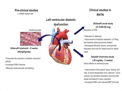 preserved lv systolic function meaning